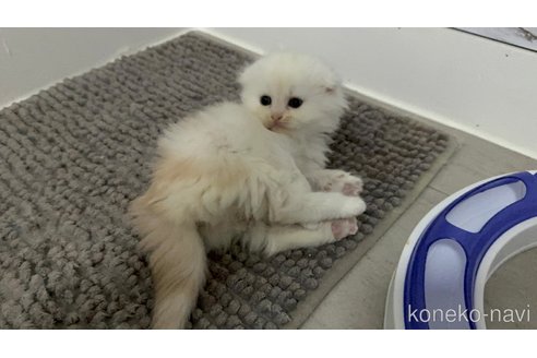 販売中の福岡県のマンチカン-115223の5枚目