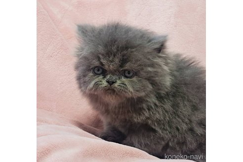 成約済の茨城県のエキゾチックロングヘア-115224の5枚目