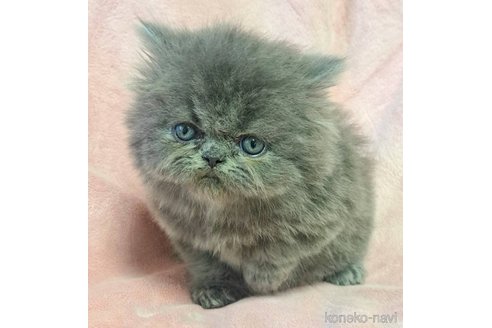 成約済の茨城県のエキゾチックロングヘア-115224の6枚目