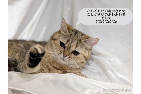 販売中の宮城県のエキゾチックショートヘア-115226の6枚目