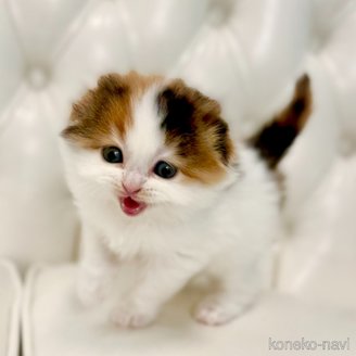 販売中の鹿児島県のスコティッシュフォールド(折れ耳)-115232の14枚目