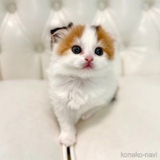 販売中の鹿児島県のスコティッシュフォールド(折れ耳)-115233の11枚目