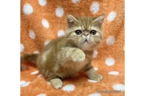 販売中の福島県のエキゾチックショートヘア-115234の3枚目