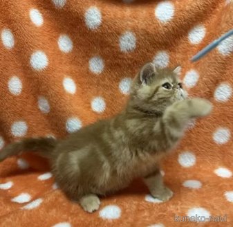 販売中の福島県のエキゾチックショートヘア-115234の2枚目