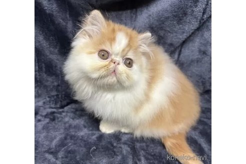 販売中の福島県のエキゾチックショートヘア-115235の2枚目