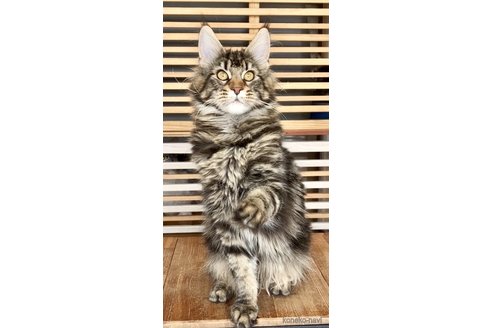 販売中の和歌山県のメインクーン-105735の7枚目