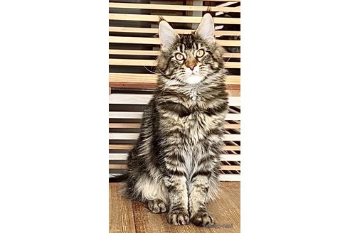 販売中の和歌山県のメインクーン-105735の8枚目