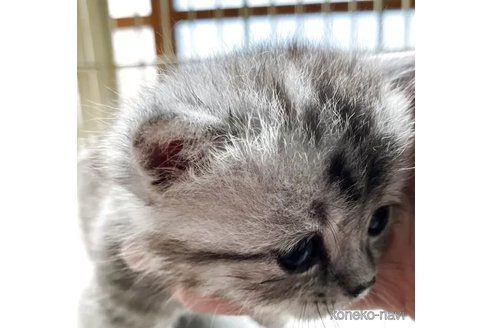 販売中の北海道のマンチカン(短足)-115249の4枚目