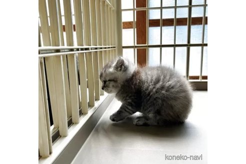 販売中の北海道のマンチカン-115250の4枚目
