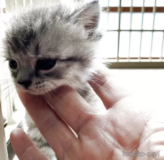 販売中の北海道のマンチカン-115250の1枚目