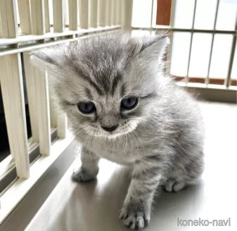 販売中の北海道のマンチカン-115250の2枚目