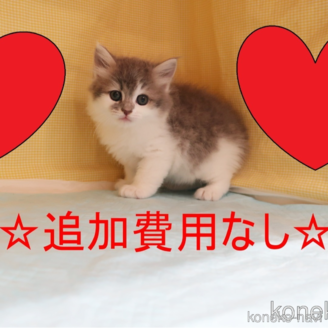 成約済の東京都のラガマフィン-115251の1枚目