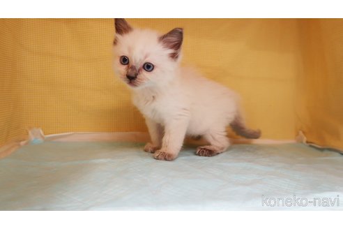 販売中の東京都のラグドール-115258の2枚目