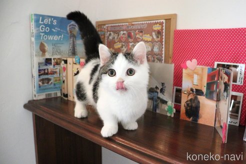 販売中の大阪府のマンチカン(短足)-109273の13枚目