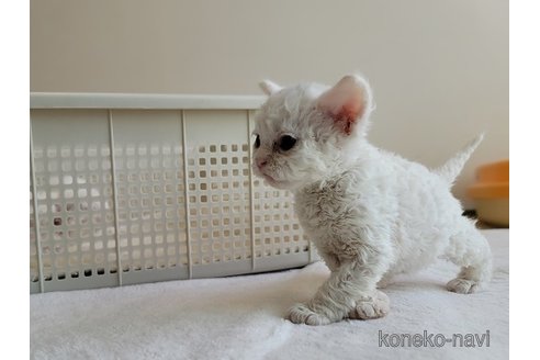 販売中の愛知県のセルカークレックス-115263の5枚目