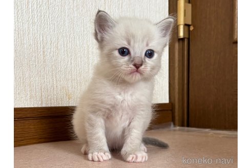 成約済の千葉県のラグドール-115270の6枚目