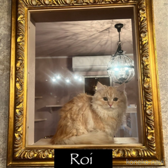 Roi（ロワ）くん1枚目
