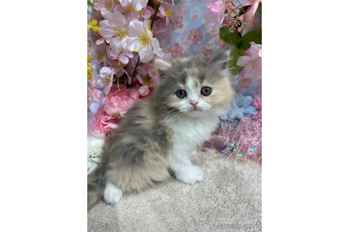販売中の広島県のフォールデックス-112353の1枚目