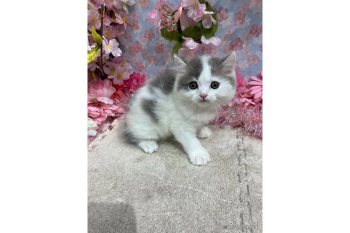 販売中の広島県のフォールデックス-112354の1枚目