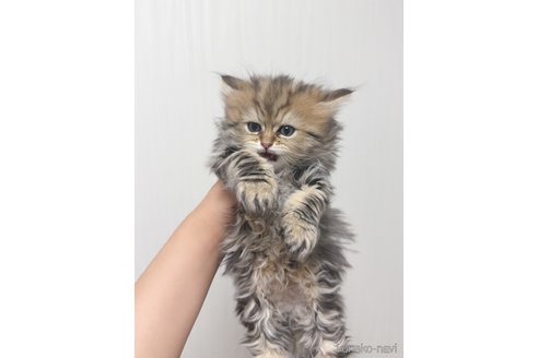 販売中の埼玉県のマンチカン-115281