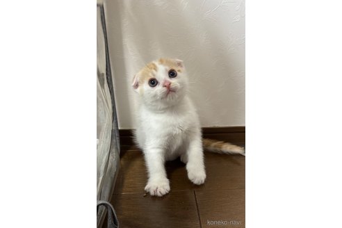 販売中の埼玉県のスコティッシュフォールド-112158の8枚目