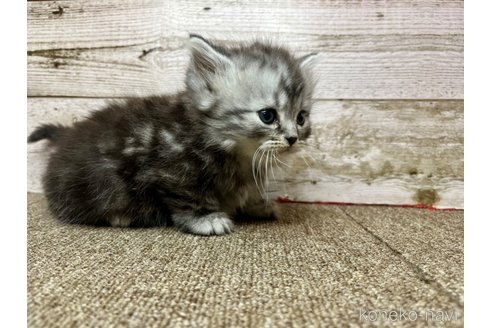 兵庫県のマンチカン(短足)|男の子・2025/03/18生まれ・短足 兵庫県のマンチカン(短足)|男の子・2025/03/18生まれ・短足