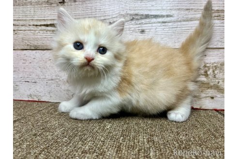 販売中の兵庫県のマンチカン-115284の2枚目