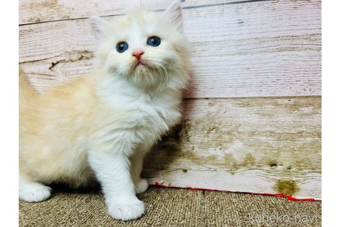 販売中の兵庫県のマンチカン-115284の4枚目