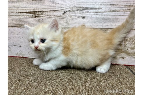販売中の兵庫県のマンチカン-115284の5枚目