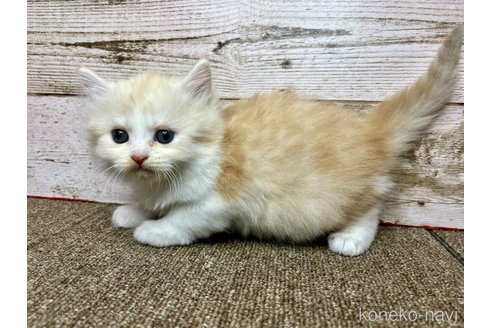 販売中の兵庫県のマンチカン-115284の3枚目