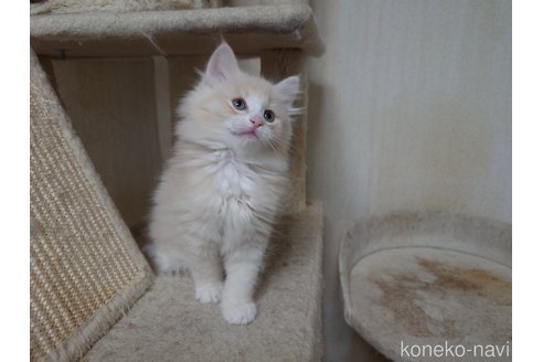 商談中の埼玉県のノルウェージャンフォレストキャット-113382の3枚目