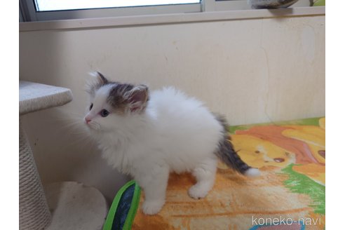 販売中の埼玉県のノルウェージャンフォレストキャット-113380の3枚目