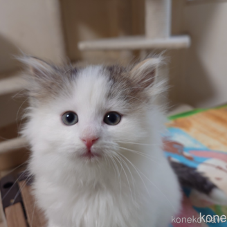 販売中の埼玉県のノルウェージャンフォレストキャット-113380の1枚目