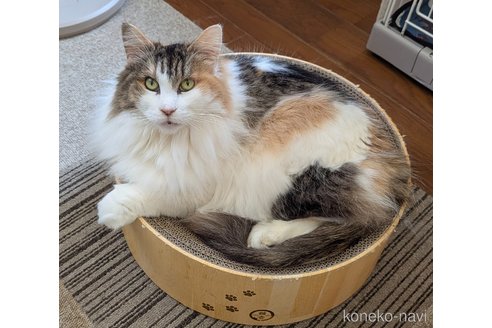 販売中の愛媛県のノルウェージャンフォレストキャット-115299の1枚目