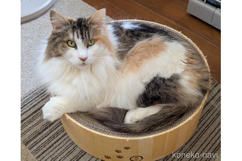販売中の愛媛県のノルウェージャンフォレストキャット-115299の3枚目