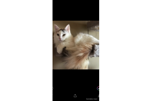 白白ちゃんちゃん1枚目