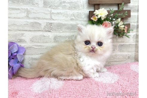 販売中の埼玉県のミヌエット(短足)-115309の3枚目