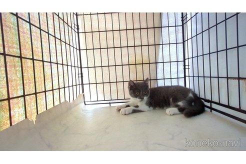 販売中の茨城県のブリティッシュショートヘア-111437の3枚目