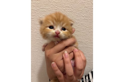 販売中の千葉県のマンチカン(短足)-115313の8枚目