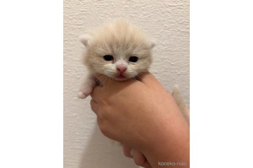 販売中の千葉県のマンチカン(短足)-115314の10枚目