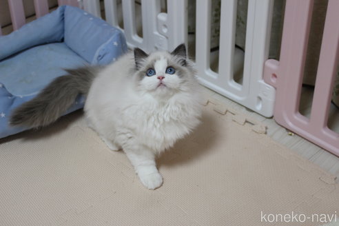 成約済の山梨県のラグドール-111539の4枚目