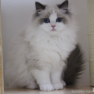 成約済の山梨県のラグドール-111539の1枚目