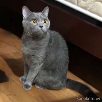 ののブリティッシュショートヘア-