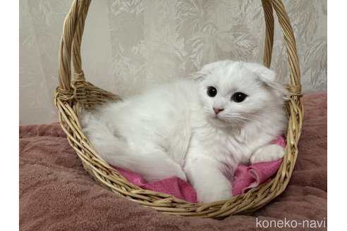 販売中の千葉県のマンチカン-108569