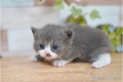 商談中の北海道のラガマフィン-114371の2枚目