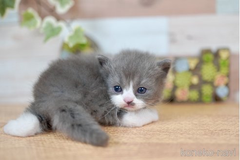 商談中の北海道のラガマフィン-114371の4枚目