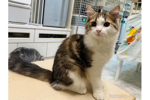 成約済の東京都のラガマフィン-107118の2枚目
