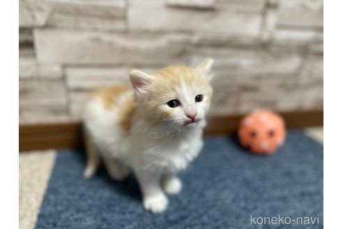 販売中の千葉県のサイベリアン-115325の31枚目