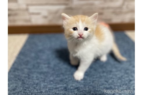 販売中の千葉県のサイベリアン-115325の28枚目
