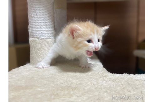 販売中の千葉県のサイベリアン-115325の27枚目